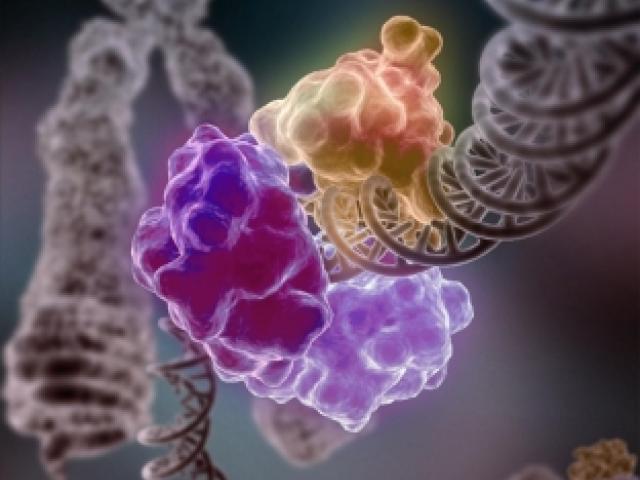 An enzyme repairs a broken DNA strand.